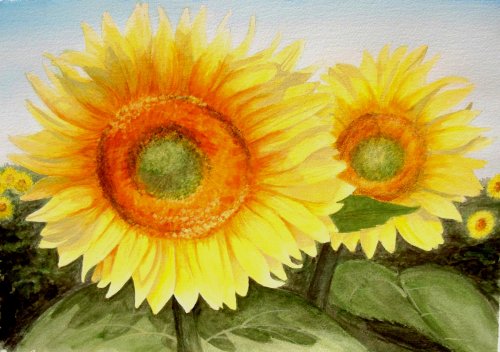 sunflower fields tuscany,