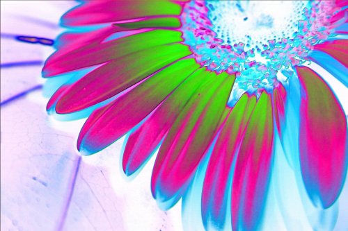 artphotos_gerbera_funky_colours_flowers_absract_gemporium_multimediaschitzophrenics.jpg