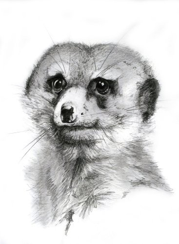 pencil_pastel_bw_meerkat_wildlife_study_gemporium_multimediaschitzophrenics.jpg